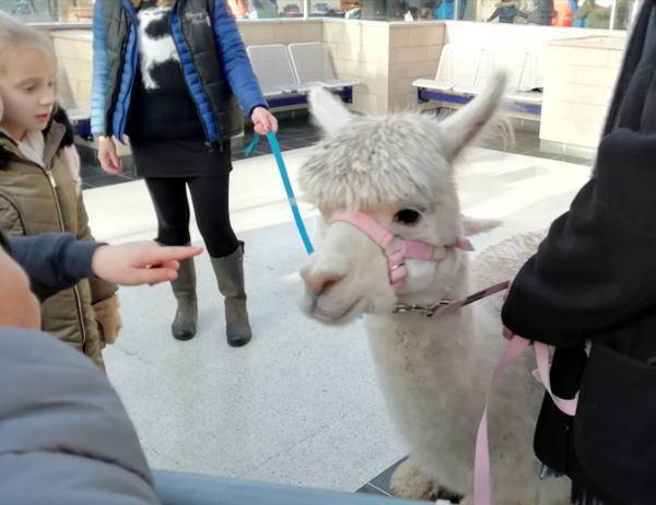 Community Rail Event November 2019 - is it an Alpaca or a llama, yes, it is an llama!